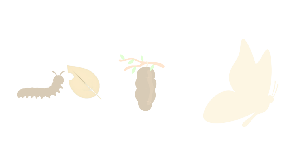 Simple horizontal illustration showing the three stages of a butterfly’s life cycle. On the left, a cream caterpillar eats a leaf. In the middle, a brown chrysalis hangs from a small branch with green leaves. On the right, a cream-colored butterfly spreads its wings, symbolizing transformation and growth. The background is transparent with soft, minimal colors.